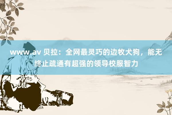 www.av 贝拉：全网最灵巧的边牧犬狗，能无终止疏通有超强的领导校服智力