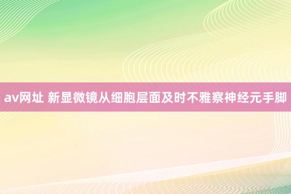 av网址 新显微镜从细胞层面及时不雅察神经元手脚